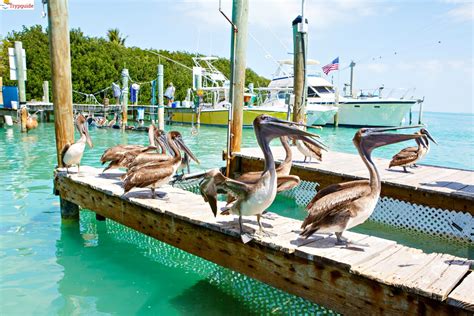 groupon key largo florida.